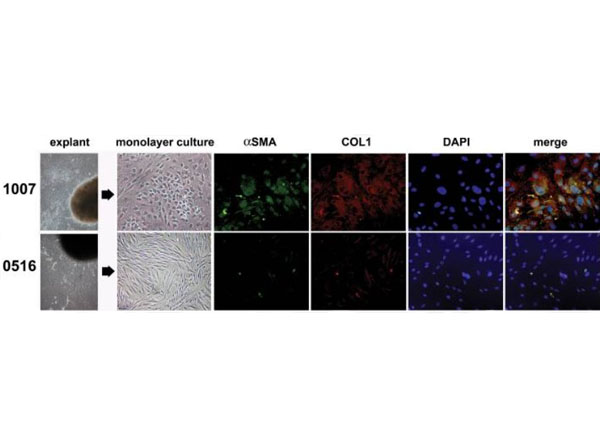 Mouse Anti-Rabbit IgG biotin conjugated antibody